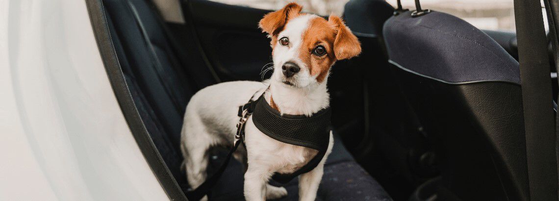 Hoe vervoer je jouw puppy in de auto?
